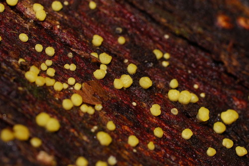 Hypocrea gelatinosa image