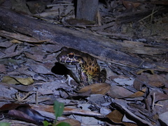 Leptodactylus labyrinthicus