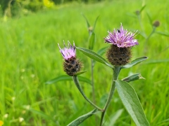 Centaurea nemoralis