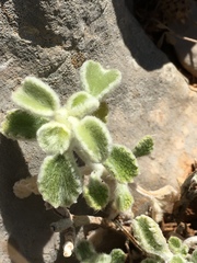 Marrubium