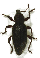 Gromilus exiguus