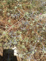 Eryngium creticum