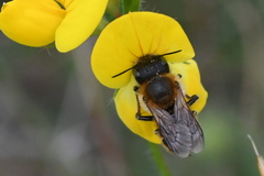 Osmia aurulenta