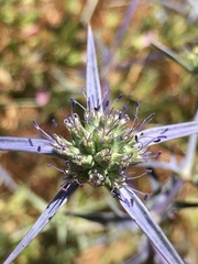 Eryngium creticum