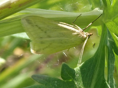 Loxostege turbidalis