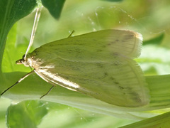 Loxostege turbidalis