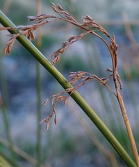 Pseudoschoenus inanis