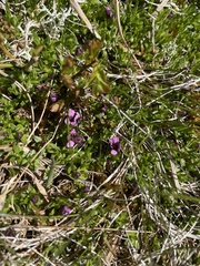 Microbotryum silenes-acaulis