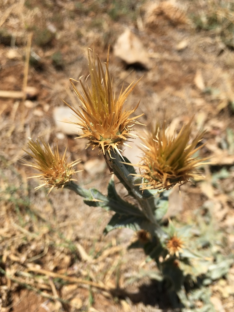 Thistle-leaved Knapweed