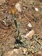 Centaurea onopordifolia