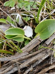 Parnassia glauca