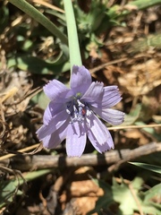 Cichorium pumilum