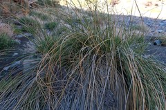 Pseudoschoenus inanis