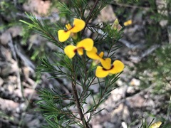 Dillwynia tenuifolia
