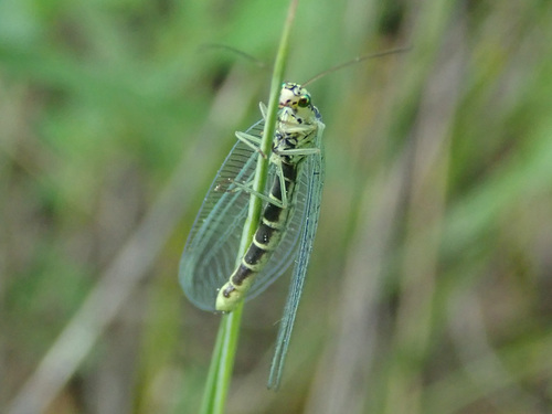 Walker's Green Lacewing