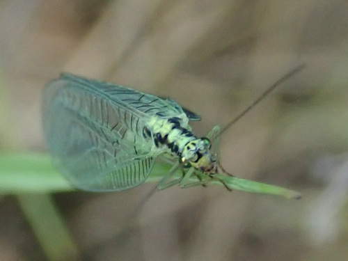 Walker's Green Lacewing