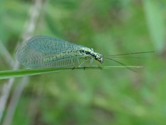 Chrysopa walkeri