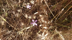 Dianthus strictus