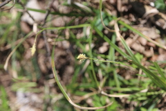Carex pilosa