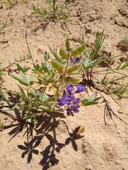 Lupinus pusillus