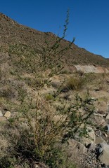 Psoralea arborescens