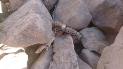 Dolichophis jugularis