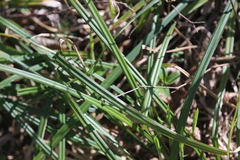 Carex pilosa