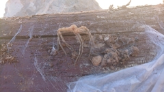 Eusparassus walckenaeri