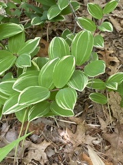 Polygonatum odoratum pluriflorum