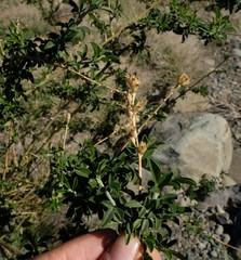 Psoralea arborescens