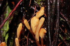 Pseudomitrula