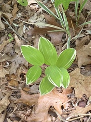 Polygonatum odoratum pluriflorum