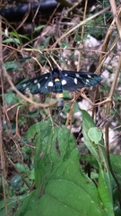 Amata ragazzii
