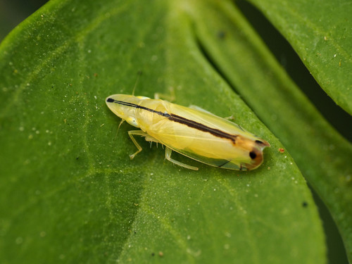 Two-spotted leafhopper