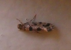 Parochmastis hilderi