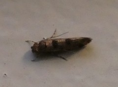 Parochmastis hilderi