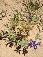 Lupinus pusillus