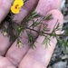 Dillwynia tenuifolia - Photo (c) helen_y, algunos derechos reservados (CC BY-NC), uploaded by helen_y