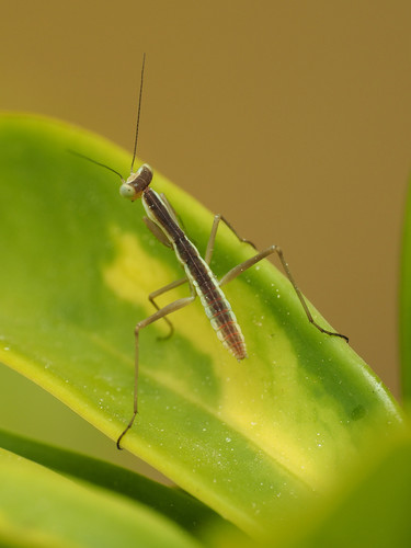 Mediterranean Mantis