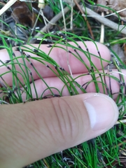 Equisetum scirpoides image