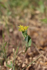Bupleurum rotundifolium