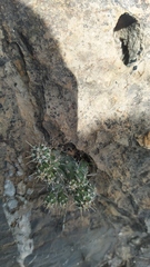 Grusonia bulbispina