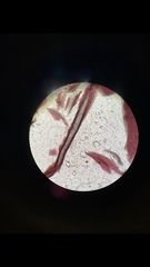 Gelidium corneum
