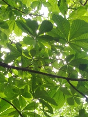 Aesculus hippocastanum