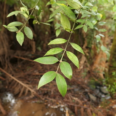 Atherosperma moschatum
