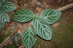 Aphelandra squarrosa