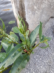 Rumex hydrolapathum