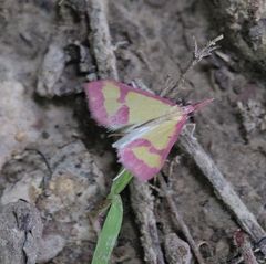 Choristostigma roseopennalis