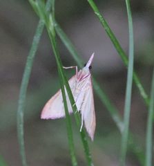 Choristostigma roseopennalis