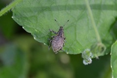 Liophloeus tessulatus